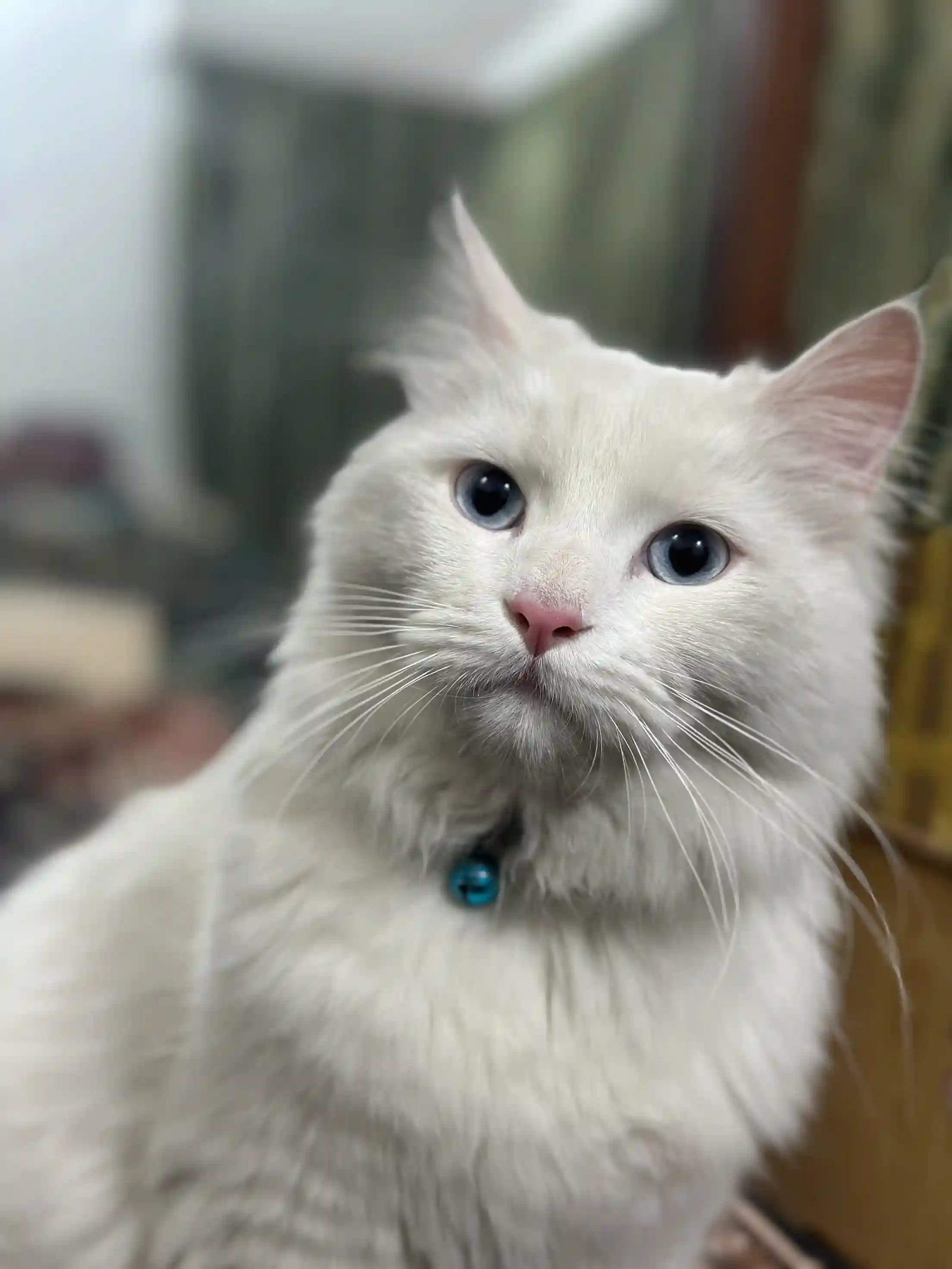 Pet Image