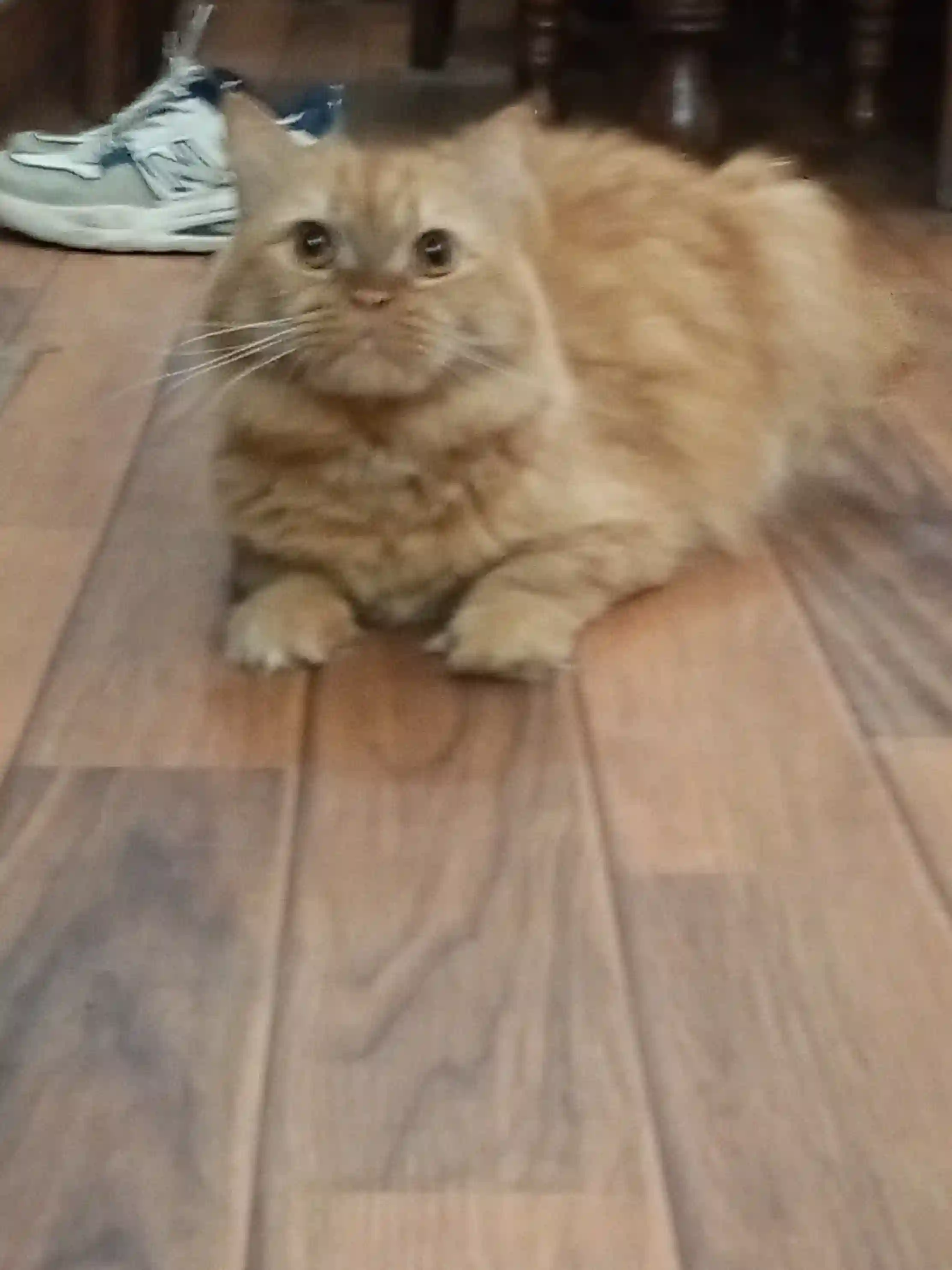 Pet Image