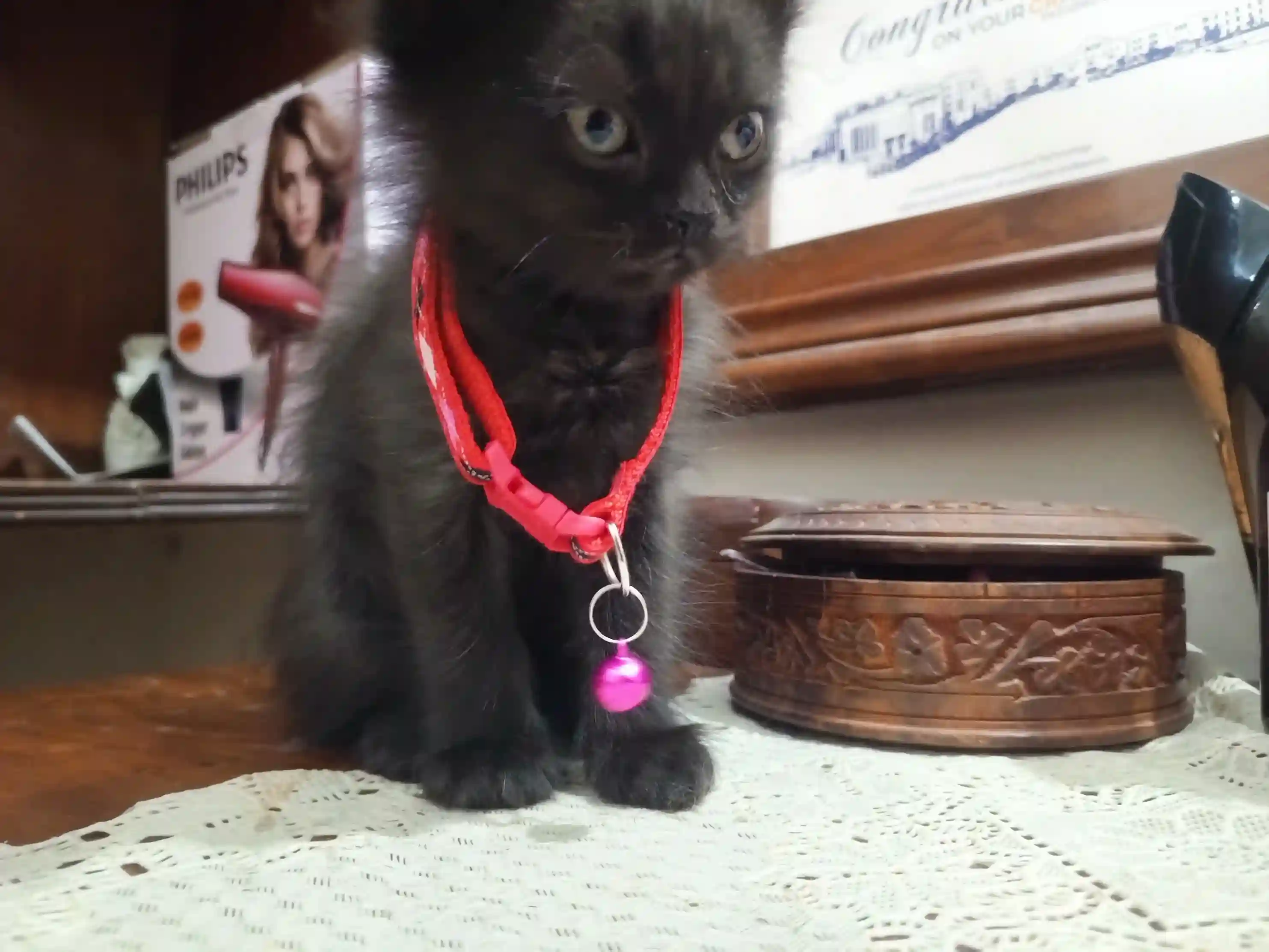 Pet Image