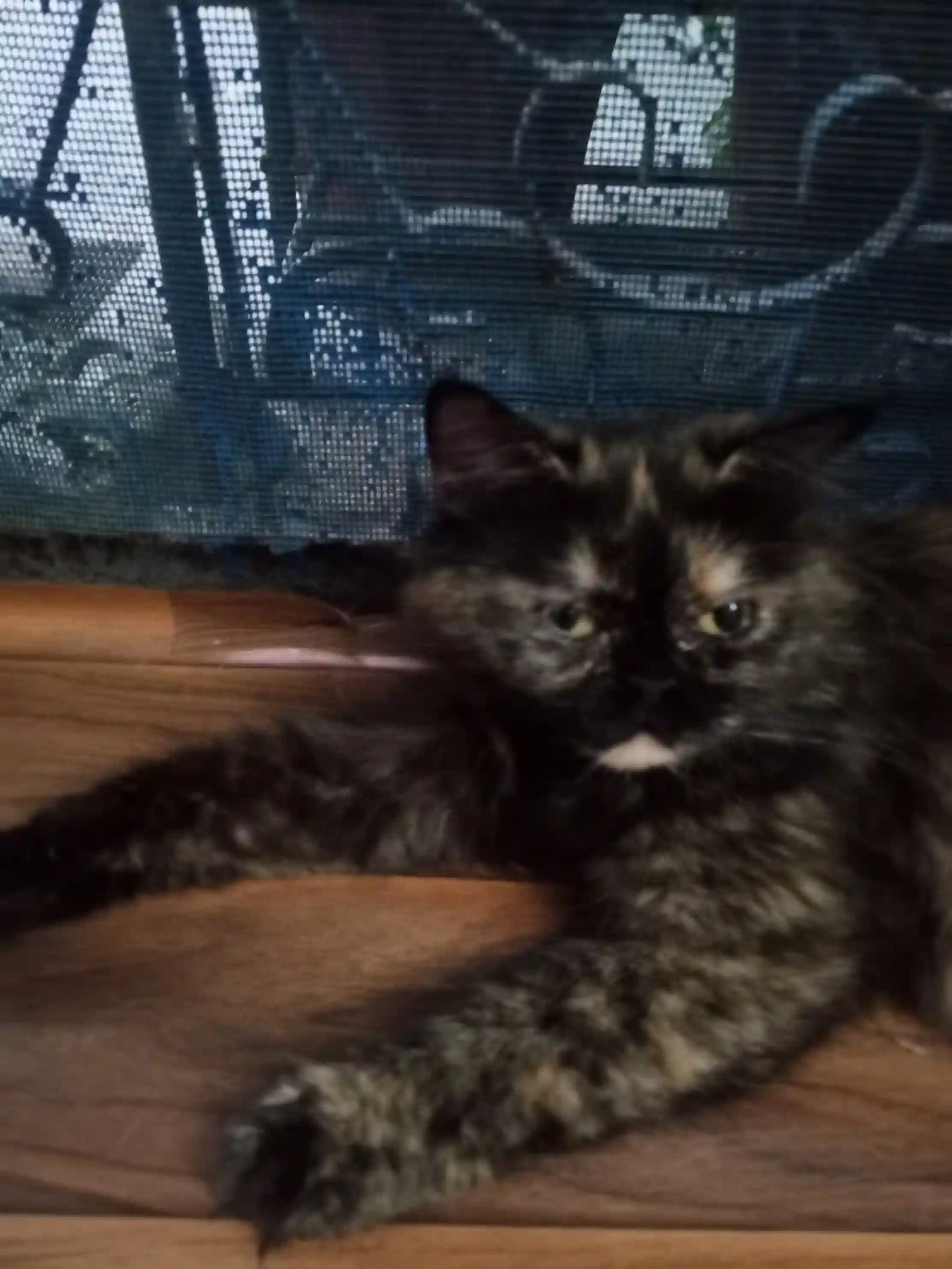 Pet Image