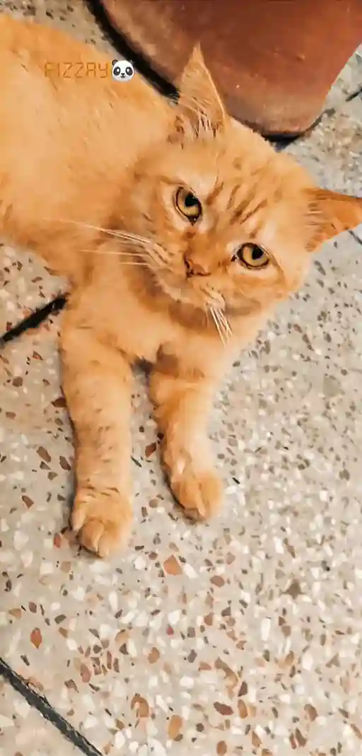 Pet Image