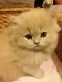 Pet Image